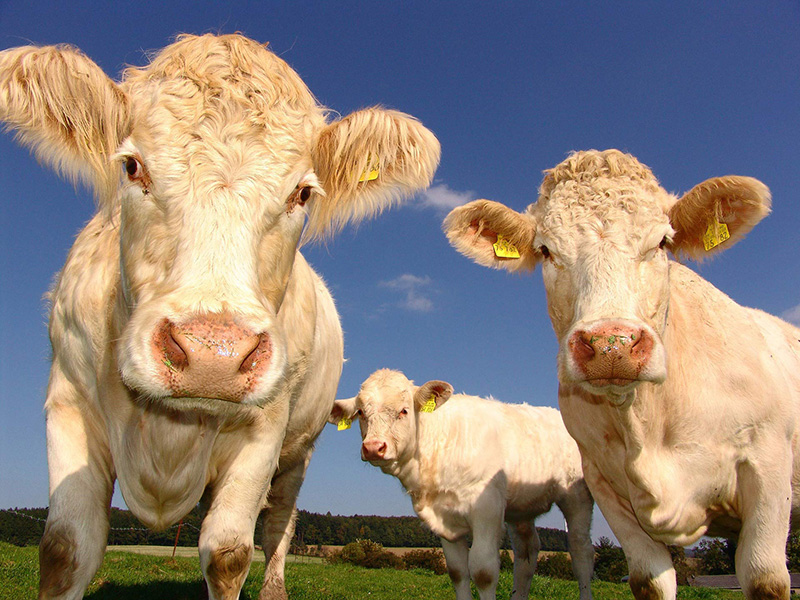 Những con bò sữa từ nay sẽ không sợ trầm cảm nhờ chất serotonin. Ảnh: Sci-news