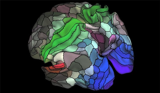 Bản đồ não mới cho thấy mỗi bán cầu có đến 180 vùng riêng biệt.