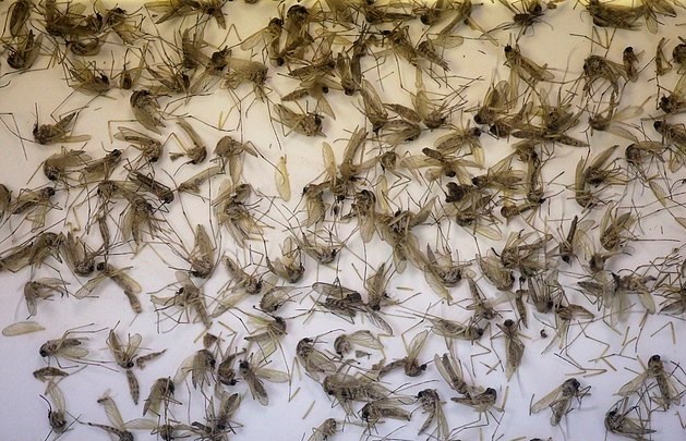 Loài muỗi Culex quinquefasciatus phổ biến gơn gấp 20 lần so với loài muỗi Aedes aegypt.