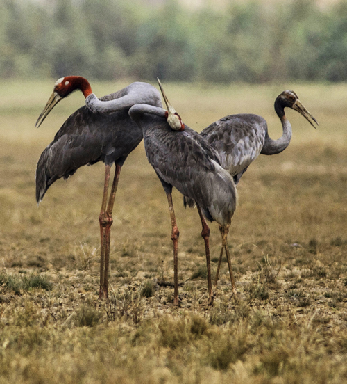 Sếu đầu đỏ (grus antigone sharpii) là loài cao nhất trong số loài chim biết bay. Chúng được xem là loài chim chung thủy nhất, chỉ kết đôi một lần trong đời. Khi một con mất đi, con còn lại thậm chí còn "tuyệt thực" để theo bạn đời. Ảnh: Nguyễn Văn Hùng/WWF - Việt Nam.