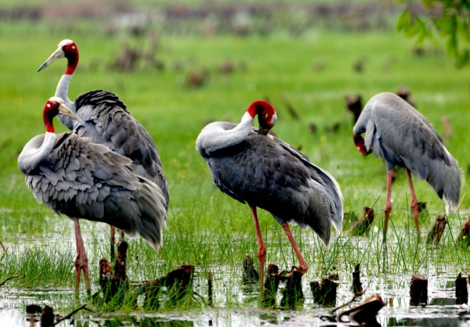 Ngoài ra việc buôn bán bất hợp pháp trứng, chim non và chim trưởng thành hoặc săn bắt trứng và sếu làm thức ăn cũng khiến loài ngày càng suy giảm. Ảnh: Đoàn Hồng/WWF-Việt Nam.