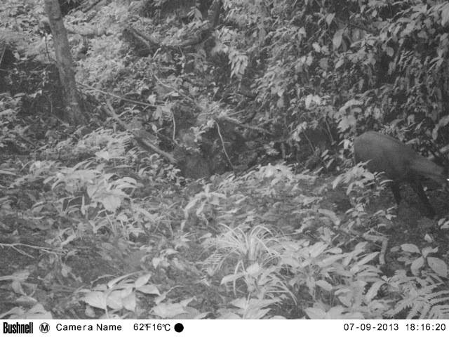 Bức ảnh ghi nhận hình ảnh sao la tại Khu bảo tồn sao la Quảng Nam (09/07/2013). Ảnh: WWF - Vietnam/Dự án CarBi