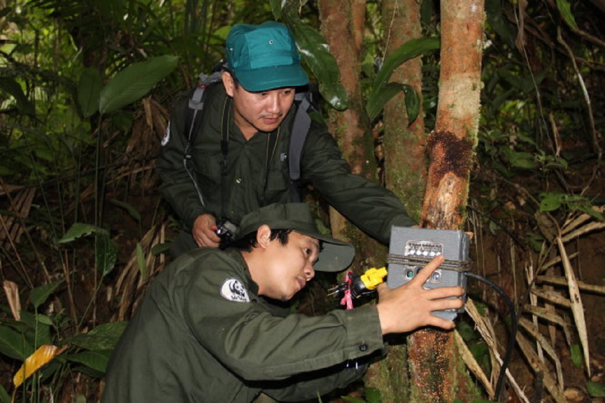 TS Lương Việt Hùng (người đứng) cùng đồng đội cài đặt bẫy ảnh trong Khu bảo tồn sao la Quảng Nam. Ảnh: WWF-Vietnam/Dự án CarBi