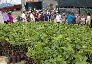 Các hộ nông dân thành phố Lai Châu nhận cây bơ giống.