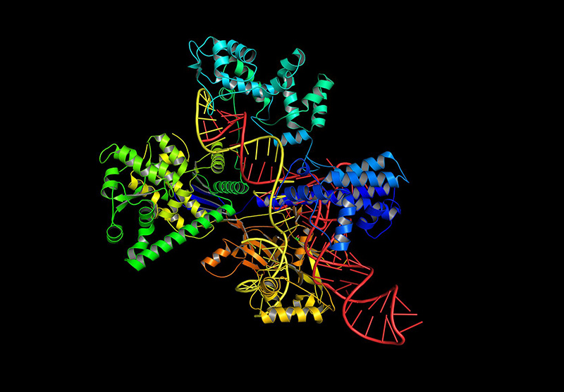 Protein Cas9 sử dụng một cấu trúc phân tử để chỉnh sửa và nhắm mục tiêu trong bộ gene. Ảnh: Guardian