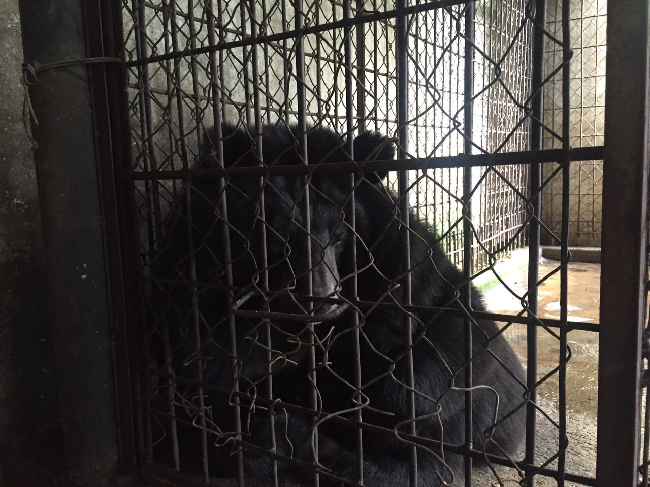 Gấu ngựa Bảo Lâm trong chuồng sắt tại Công ty Cổ phần Du lịch Đam B'ri 