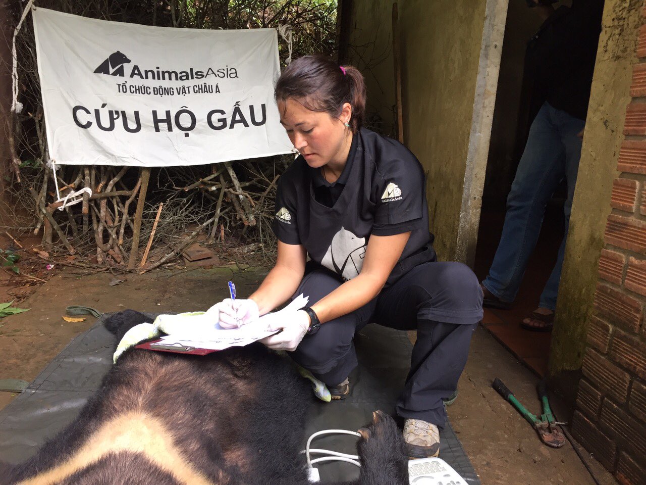 Bác sỹ thú y Mandala của Tổ chức cứu hộ gấu Việt Nam khám bệnh cho gấu ngựa Bảo Lâm. Ảnh: Tổ chức Động vật Châu Á (Animals Asia)