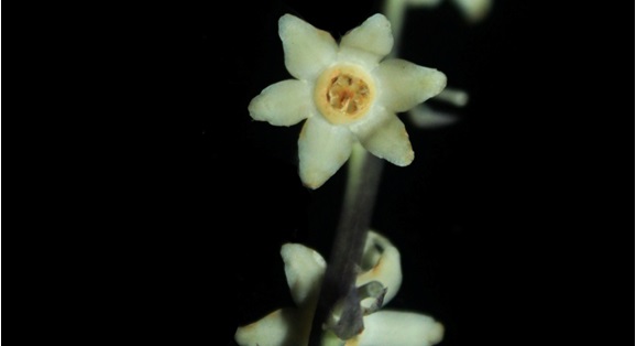 Đặc điểm nhận dạng loài Peliosanthes aperta Aver., N. Tanaka & Vuong. Ảnh: Viện Sinh học nhiệt đới