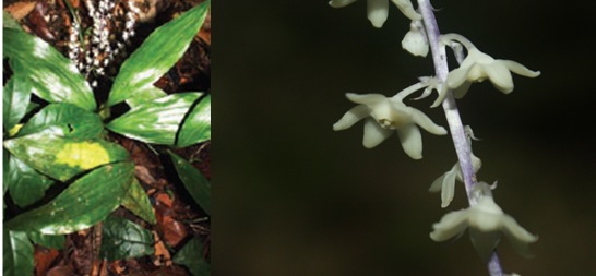 Đặc điểm nhận dạng loài Peliosanthes elegans Aver., N. Tanaka & Vuong. Ảnh: Viện Sinh học nhiệt đới