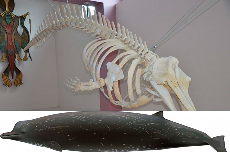 Bộ xương duy nhất của loài cá voi mới được trưng bày tại Alaska và hình mô phỏng loài này khi còn sống. Ảnh: Winnipegfreepress