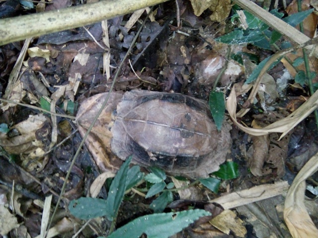 Một cá thể rùa được thả về rừng Vườn Quốc gia Phong Nha - Kẻ Bàng. Ảnh: Trung tâm Cứu hộ, bảo tồn và Phát triển sinh vật 