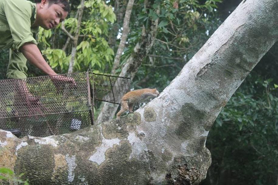 Cá thể culi được thả về tự nhiên tại Bình Thuận