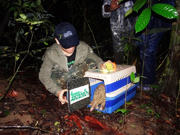 Cá thể tê tê được gắn chíp trước khi trả về tự nhiên. Ảnh: Save Vietnam’s Wildlife