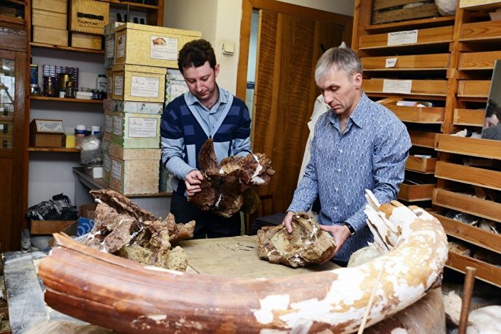 Các nhà khoa học Tomsk và St Petersburg đã nghiên cứu hài cốt của một động vật khổng lồ được tìm thấy tại tỉnh Kemerovo.
