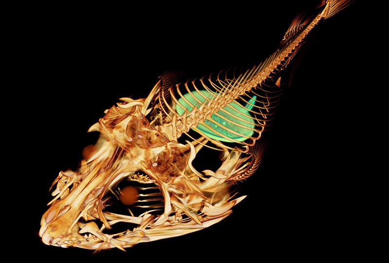 Một bức ảnh chụp CT loài cá của Adam Summers. Ảnh: UW