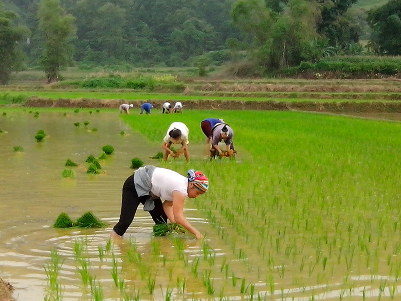 Người dân cấy lúa theo phương pháp truyền thống.