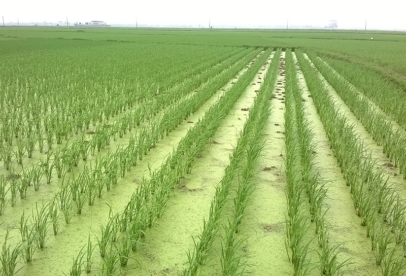 Lúa được cấy theo hiệu ứng hàng biên ở huyện Vĩnh Lạc, Vĩnh Phúc. Ảnh: N. Biếu
