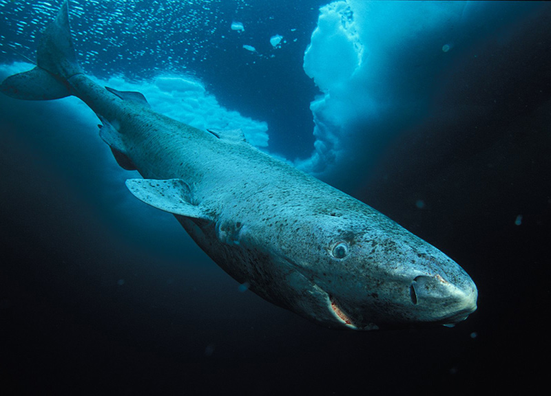 Loài cá mập Greenland có thể sống hơn 500 năm. Ảnh: Guim