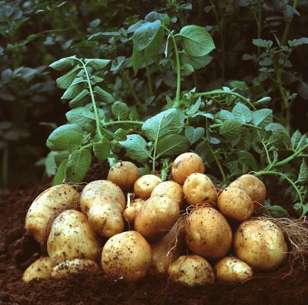 Giống khoai tây kháng bệnh virus và mốc sương được lai tạo thành công.