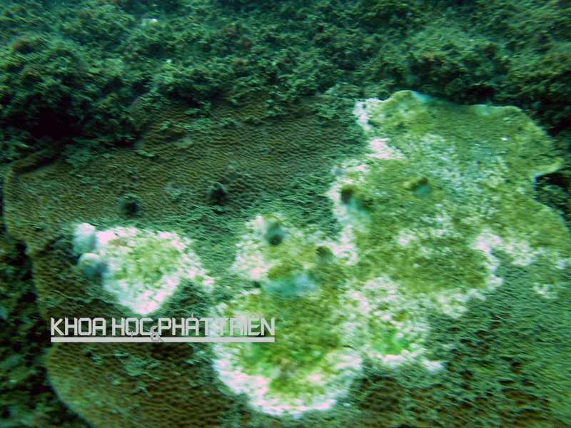 Lớp màng nhầy chứa độc tố bao phủ cá và rặng san hô dưới đáy biển. Ảnh chụp tháng 4/2016. Ảnh: Viện Hàn lâm KH&CN Việt Nam