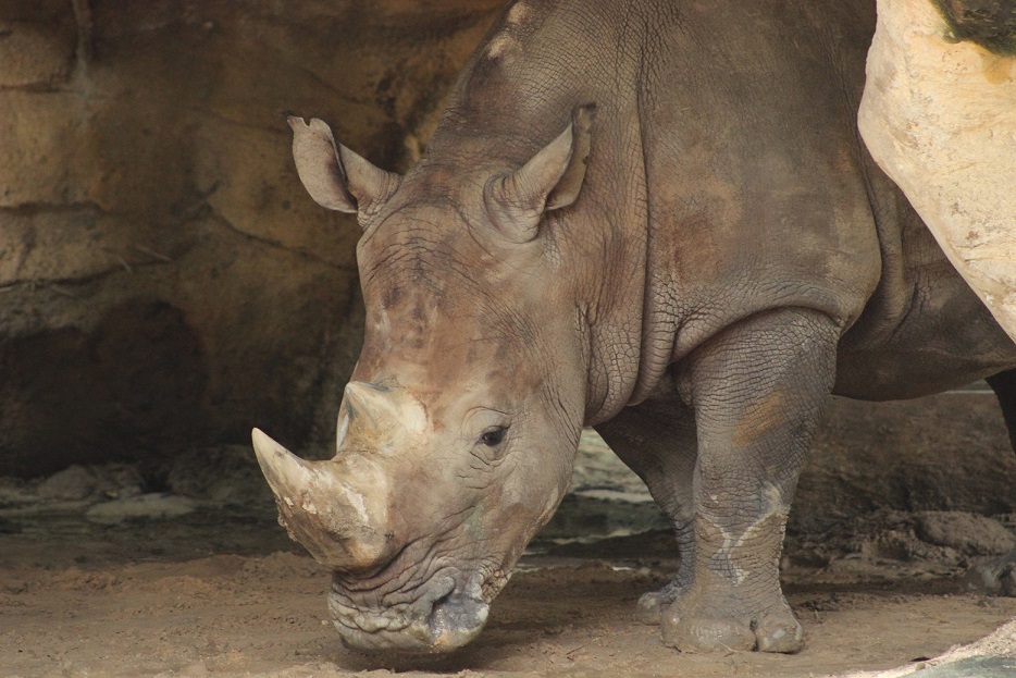 Tê giác chỉ còn được nhìn thấy ở các vườn thú tại Việt Nam. Ảnh: ENV