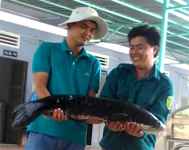 Con cá lóc bông năng 13kg được các nhân viên ở Láng Sen bắt lên để nghiên cứu -Ảnh: Khu bảo tồn đất ngập nước Láng Sen cung cấp