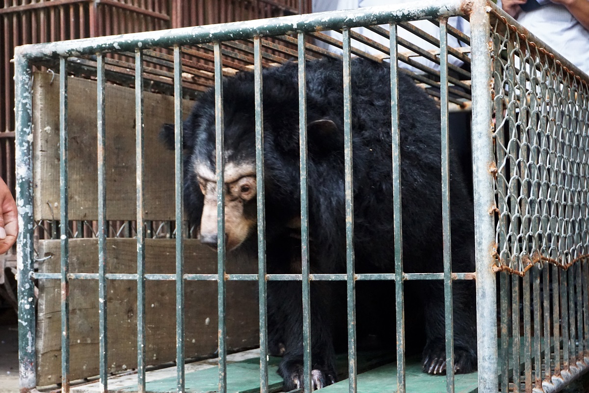 Cá thể gấu ngựa bị nuôi nhốt trái phép tại huyện Phúc Thọ - Hà Nội. Ảnh: ENV