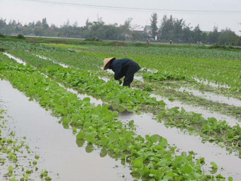 Kỹ thuật phát triển cây trồng dưới lũ, phù hợp điều kiện ở Việt  Nam