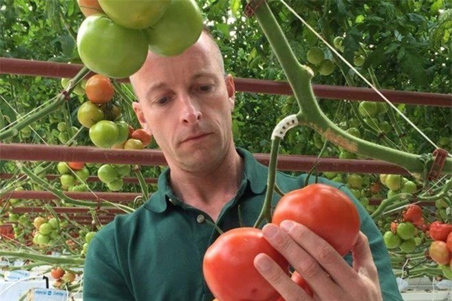 Nhà trồng cà chua nhiều kinh nghiệm Adrian Simkins cho biết đây là dự án hàng đầu thế giới. 