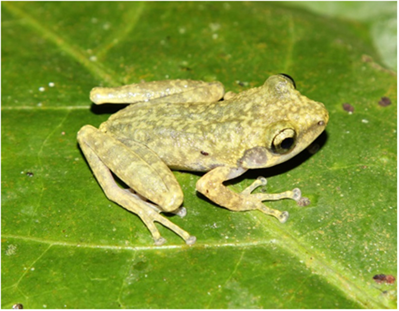 Loài ếch mới được phát hiện ở tỉnh Hòa Bình.
