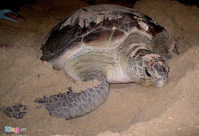 Rùa biển quý hiếm bò lên bãi biển Nhơn Hải đẻ trứng. Ảnh: Ngọc Nhuận.
