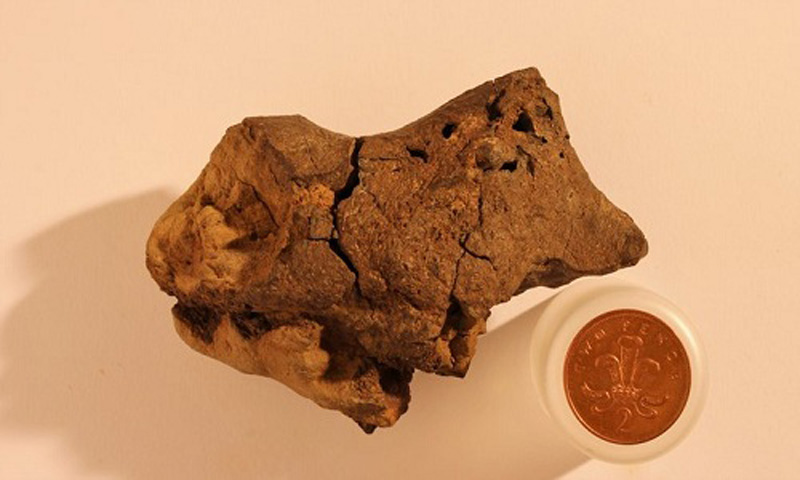 Hóa thạch não khủng long 133 triệu năm tuổi được tìm thấy ở East Sussex, Anh năm 2004