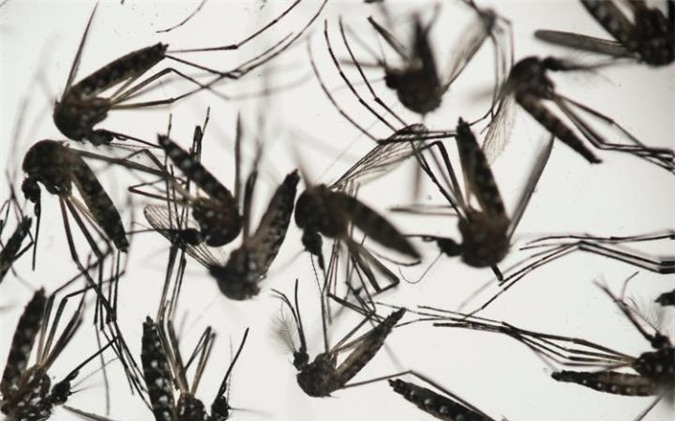 virus, virus Zika, Zika, Zika teo tinh hoàn, giảm tinh trùng, vô sinh