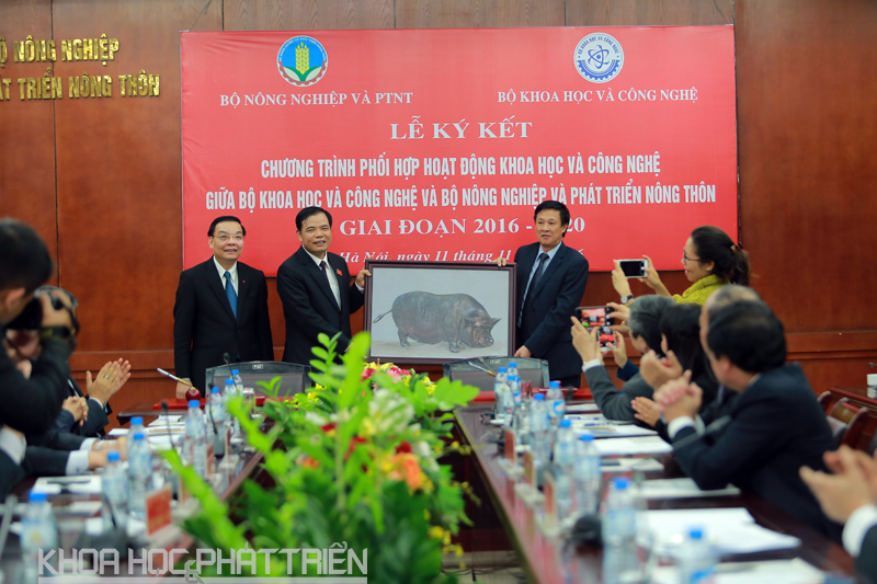 Bộ trưởng Chu Ngọc Anh (đầu tiên từ trái qua) và Bộ trưởng Nguyễn Xuân Cường (thứ hai từ trái qua) trao nhiệm vụ phục tráng hai giống lợn đặc sản của Việt Nam. Ảnh: Loan Lê.