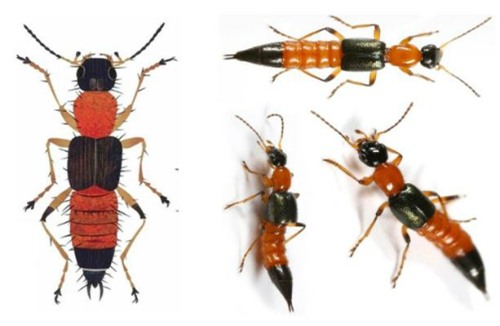 Kiến ba khoang  có màu là các khoang đen - vàng cam xen kẽ, có thân mình thon, dài như hạt thóc, dài 1 - 1,2cm, ngang 2 - 3mm; kiến có 3 đôi chân, 2 đôi cánh. Ảnh: cdc