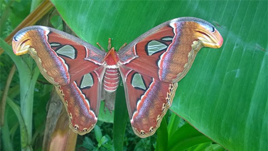 Đàn bướm khổng lồ đẹp như tranh vẽ xuất hiện ở Bạc Liêu