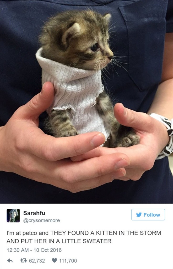 10 bức ảnh mèo nổi tiếng trên Twitter năm 2016