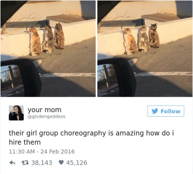 10 bức ảnh mèo nổi tiếng trên Twitter năm 2016