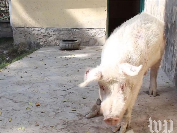 Khanzir 14 tuổi, chú lợn duy nhất ở Afghanistan.