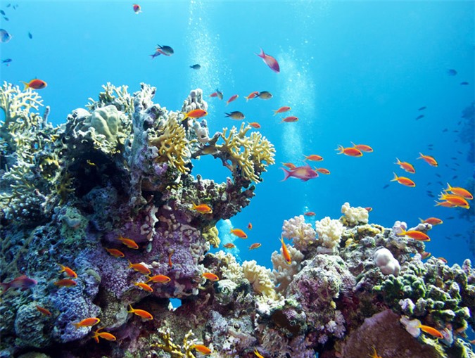 Great Barrier được coi là rạn san hô lớn nhất thế giới với 3.000 tảng đá ngầm và 900 hòn đảo.