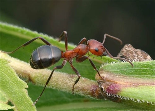 6 điều thú vị về loài kiến khiến bạn bất ngờ - Ảnh 1