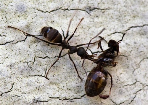 6 điều thú vị về loài kiến khiến bạn bất ngờ - Ảnh 2
