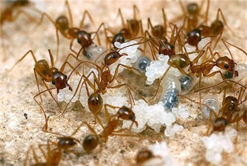 6 điều thú vị về loài kiến khiến bạn bất ngờ - Ảnh 3