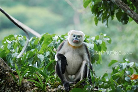 Xem bộ ảnh đẹp mê hồn về loài linh trưởng quí hiếm của Việt Nam ảnh 2
