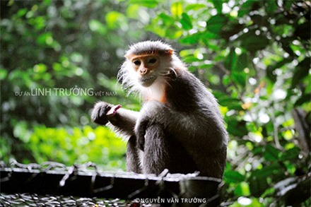 Xem bộ ảnh đẹp mê hồn về loài linh trưởng quí hiếm của Việt Nam ảnh 3