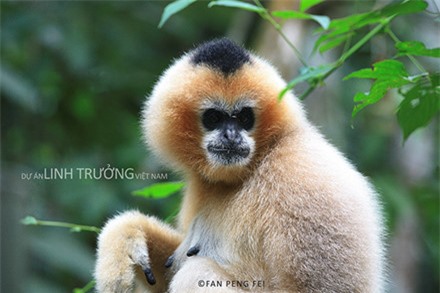 Xem bộ ảnh đẹp mê hồn về loài linh trưởng quí hiếm của Việt Nam ảnh 5
