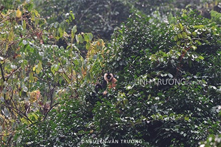 Xem bộ ảnh đẹp mê hồn về loài linh trưởng quí hiếm của Việt Nam ảnh 6