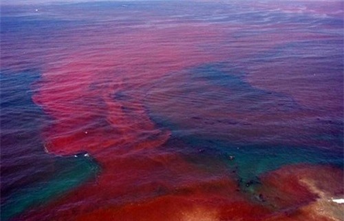 Tại sao nước biển có màu đỏ? - Ảnh 3