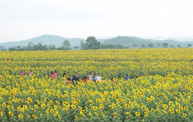 Cánh đồng hoa hướng dương lớn nhất Việt Nam trước ngày khai hội