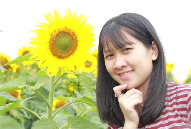 Cánh đồng hoa hướng dương lớn nhất Việt Nam trước ngày khai hội